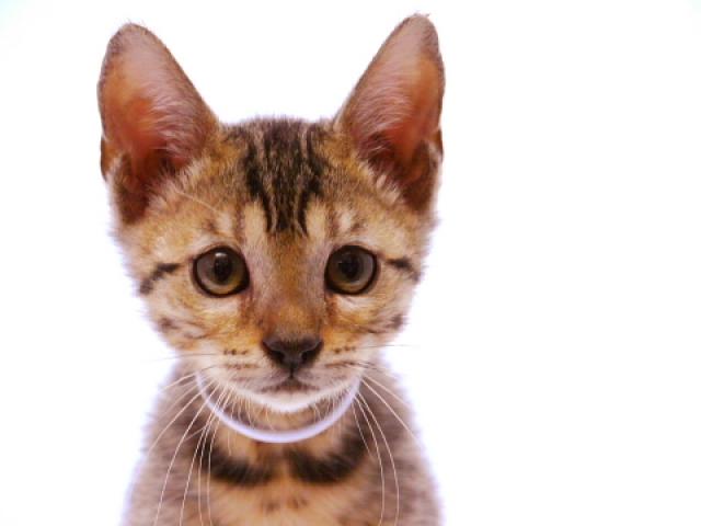 ベンガルブラウン・スポット（ロゼット）