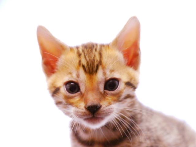 ベンガルブラウン・スポット（ロゼット）