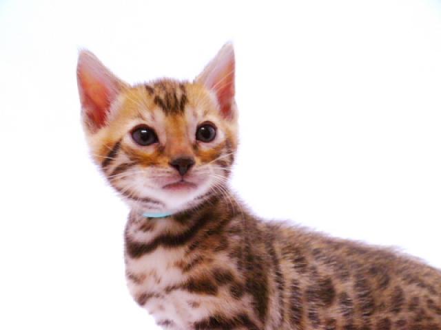 ベンガルブラウン・スポット（ロゼット）