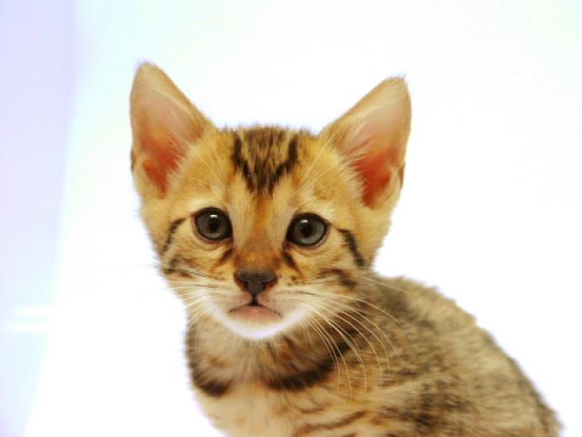 ベンガルブラウン・スポット（ロゼット）