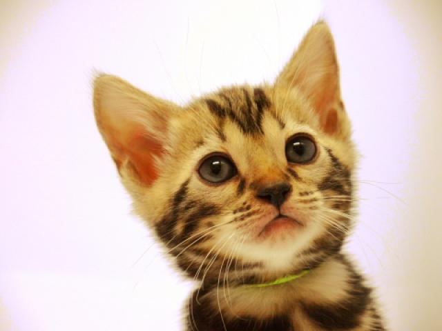 ベンガルブラウン・マーブル