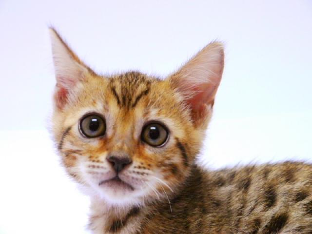 ベンガルブラウン・スポット（ロゼット）