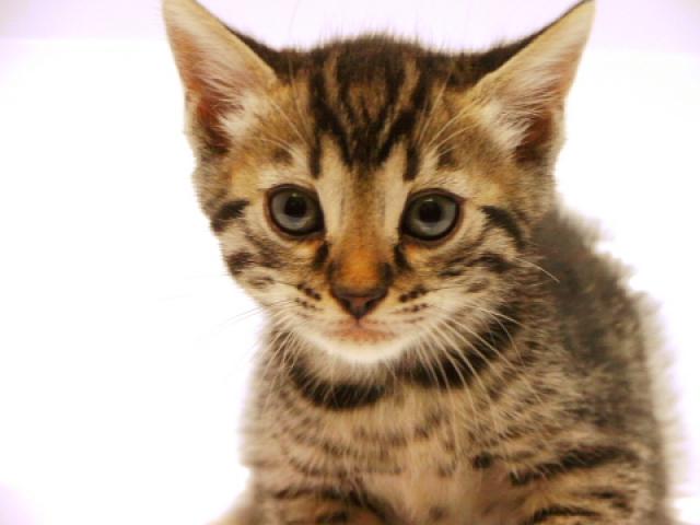 ベンガルブラウン・スポット（ロゼット）