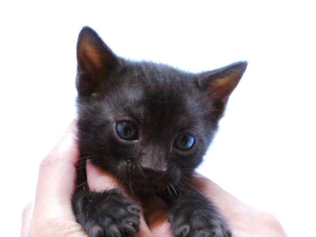 ベンガルメラニスティック（ブラック）