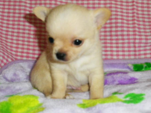 チワワ（スムースコート）