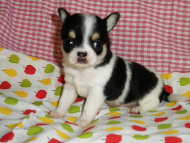 チワワ（ロングコート）