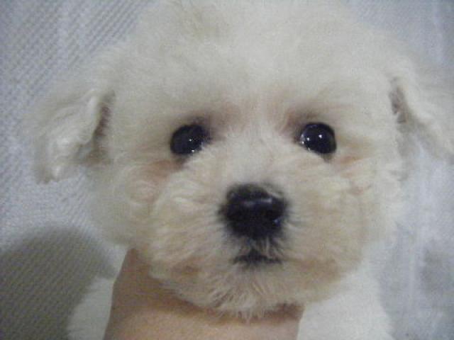 ビションフリーゼ