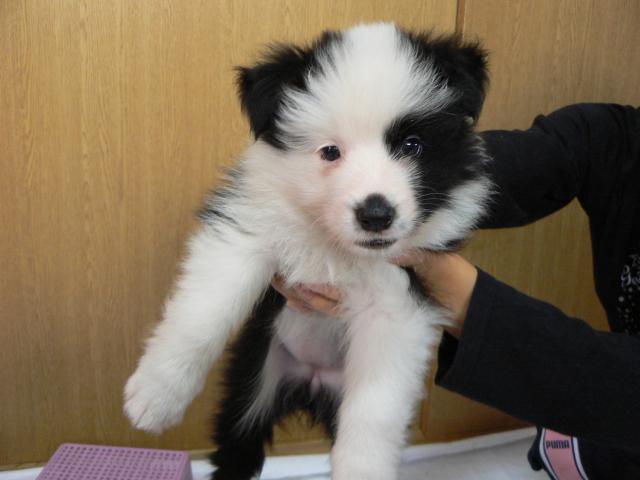 ボーダーコリー