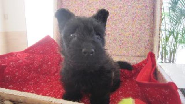 スコティッシュテリア