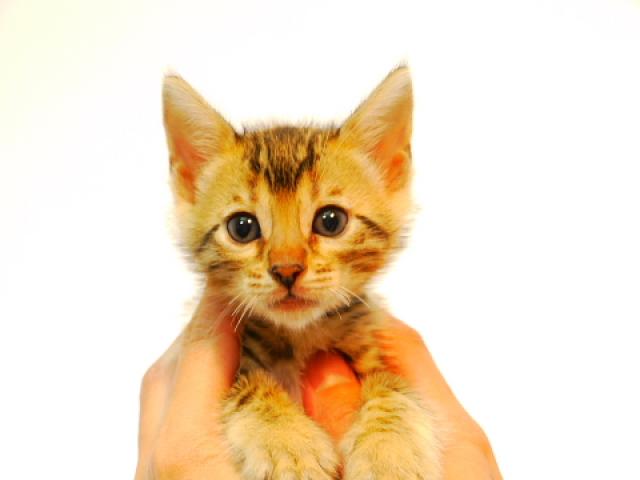 ベンガルブラウン・スポット（ロゼット）