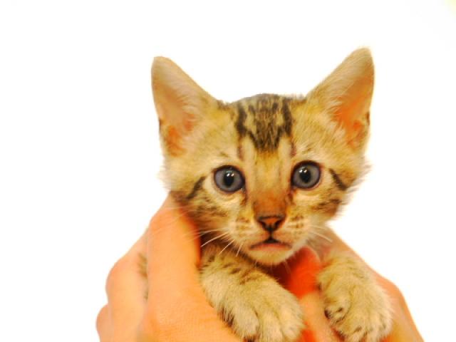 ベンガルブラウン・スポット（ロゼット）