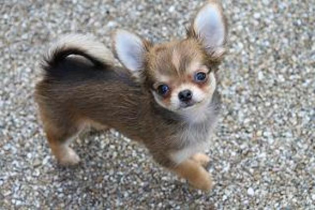 チワワ（ロングコート）