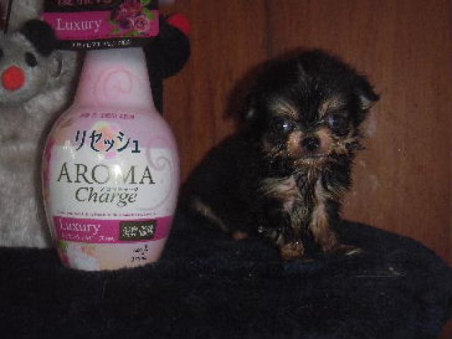 チワワ（ロングコート）