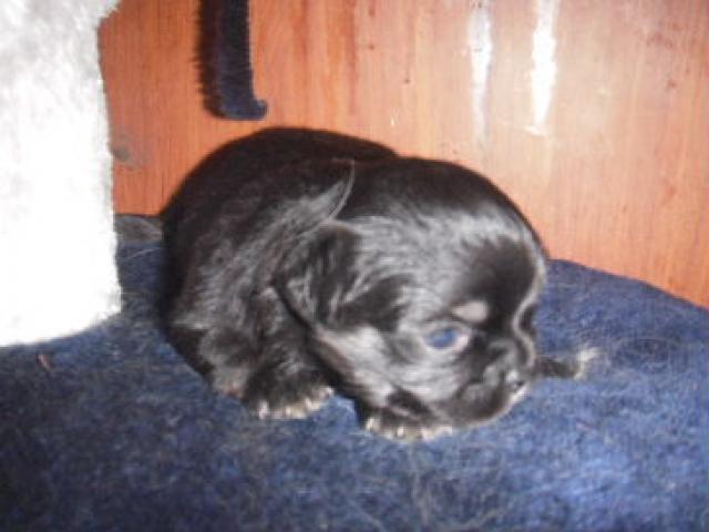 チワワ（ロングコート）