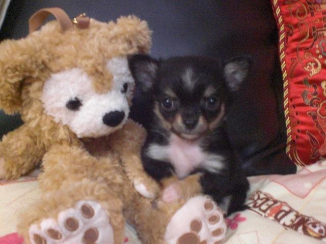 チワワ（ロングコート）