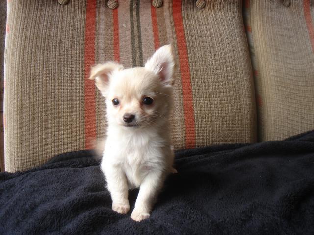 チワワ（ロングコート）