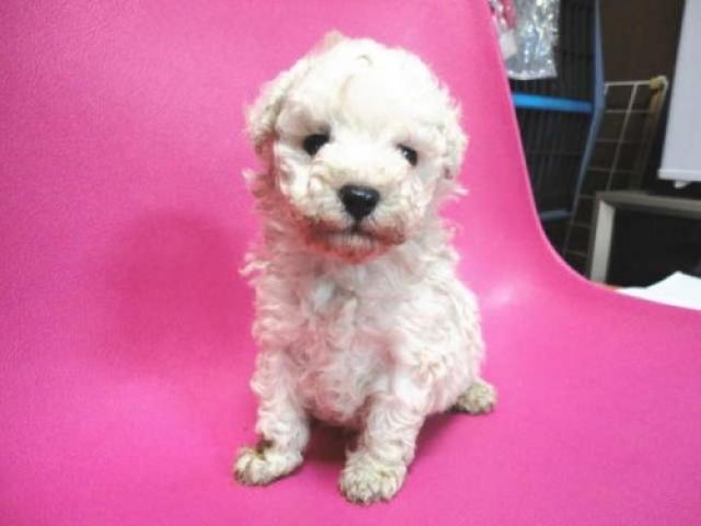 トイプードル