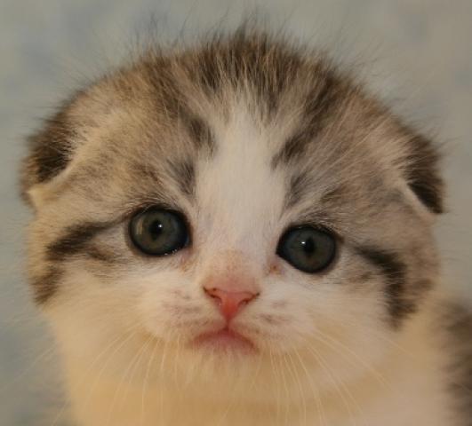 スコティッシュフォールド