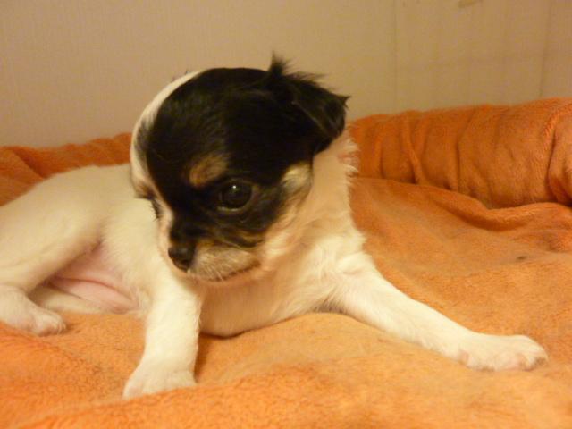 チワワ（ロングコート）