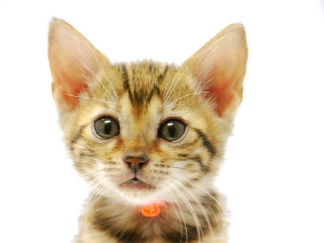 ベンガルブラウン・スポット（ロゼット）