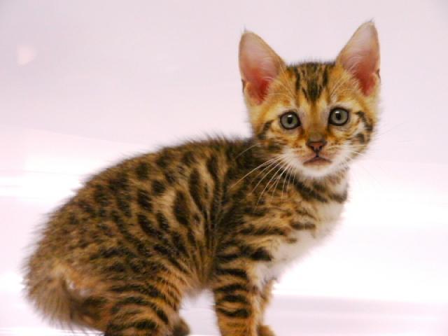 ベンガルブラウン・スポット（ロゼット）