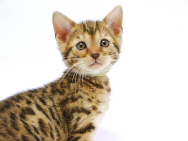 ベンガルブラウン・スポット（ロゼット）