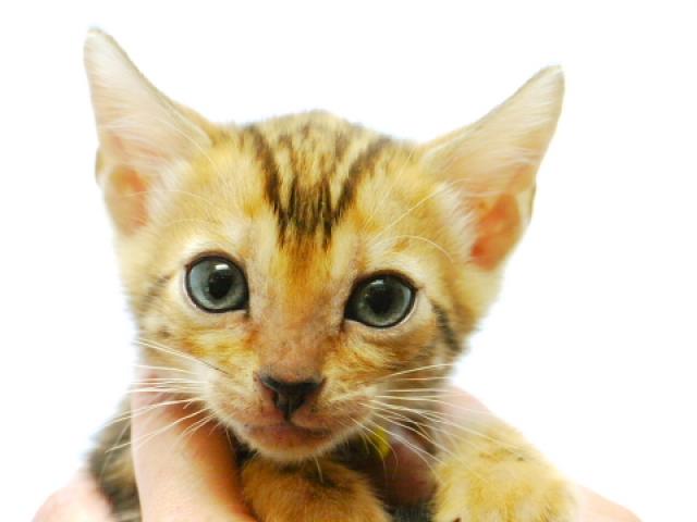 ベンガル　　ブラウン・マーブル☆