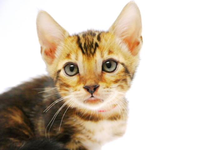 ベンガル　　ブラウン・マーブル☆