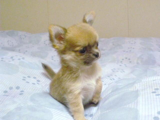 チワワ（ロングコート）