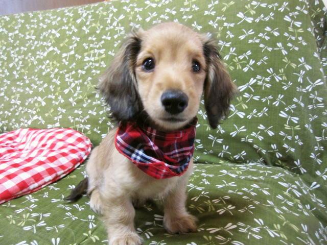 ミニチュアダックスフンド