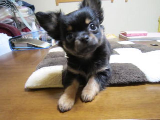 チワワ（ロングコート）