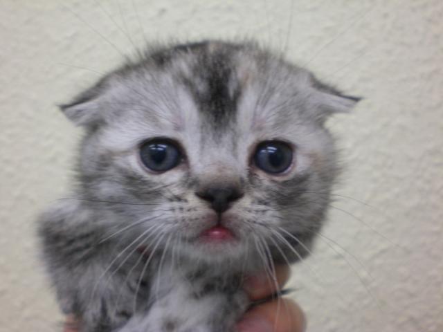 スコティッシュフォールド