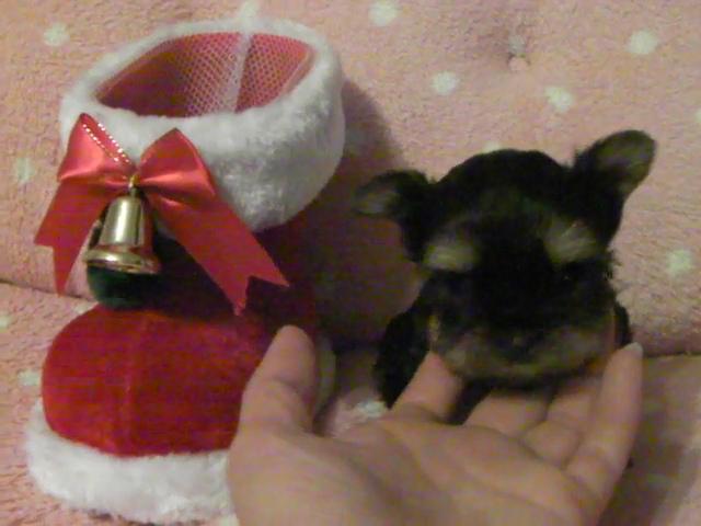 ヨークシャーテリア