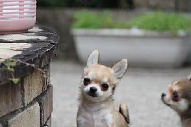 チワワ（ロングコート）