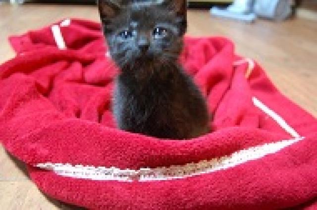 スコティッシュフォールド立ち耳