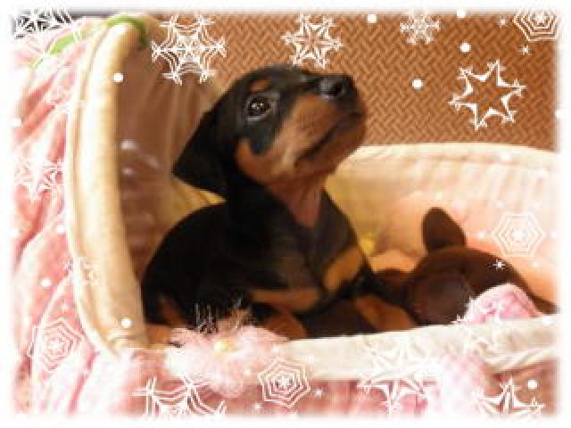 ミニチュアピンシャー