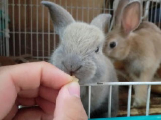 ロップミックス