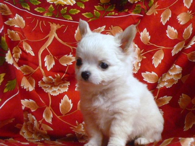 チワワ(ロングコート)