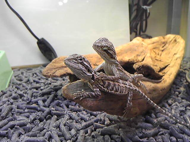 フトアゴヒゲトカゲ