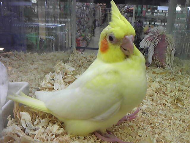 オカメインコ　ヒナ