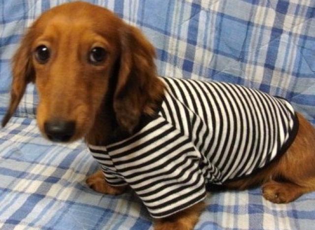 ミニチュアダックスフンド