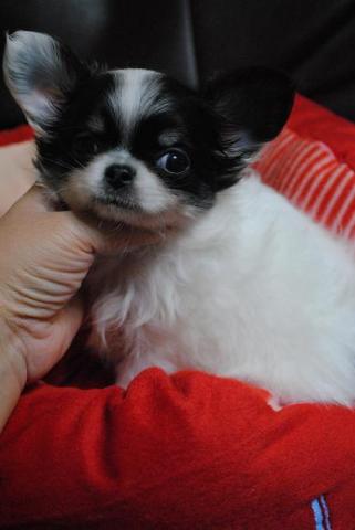 チワワ（ロングコート）