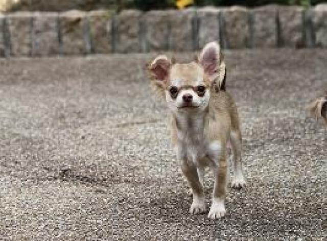 チワワ（ロングコート）