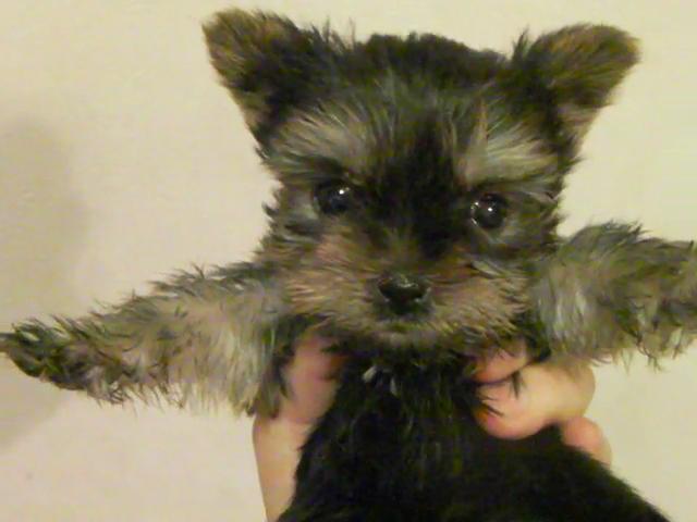 ヨークシャーテリア