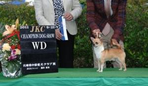 チワワ専門 ベルニ犬舎