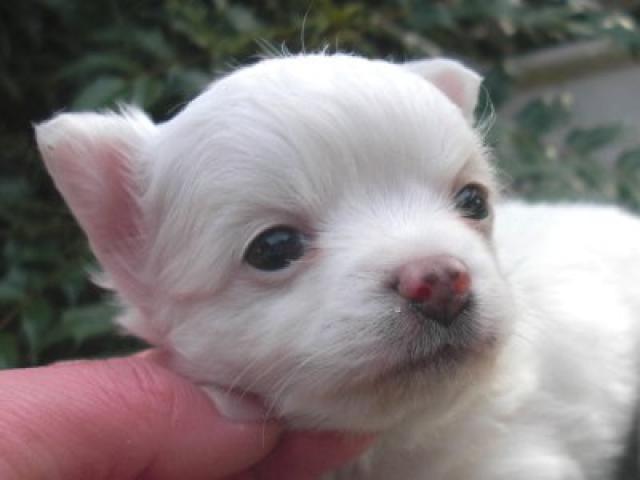 チワワ（ロングコート）