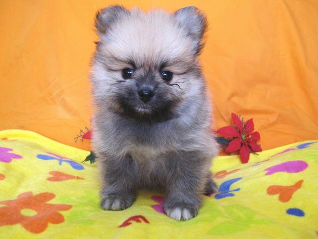 ポメラニアン