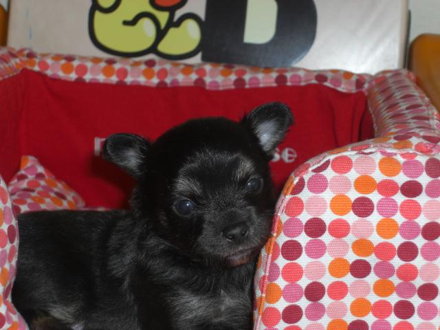 チワワ（ロングコート）