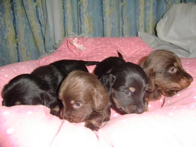 ミニチュアダックスフンド