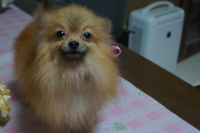 ポメラニアン